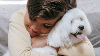 Wie Therapie mit Therapiebegleithund für Kinder mit besonderen Bedürfnissen wirkt